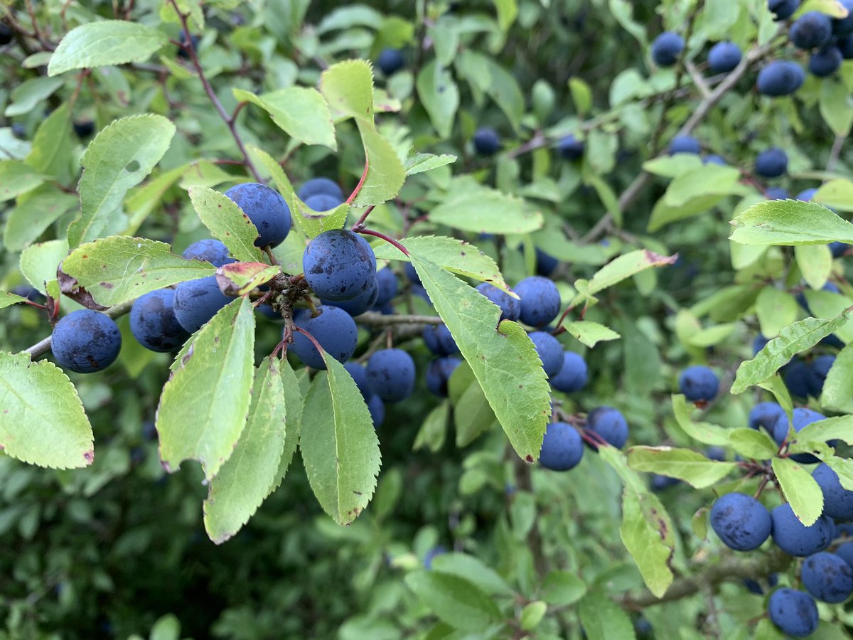 TrickeyAlice's tweet photo. It’s time to get excited about the good things that autumn brings. And that includes sloes! (1/3) https://t.co/HQSvi49Pfw