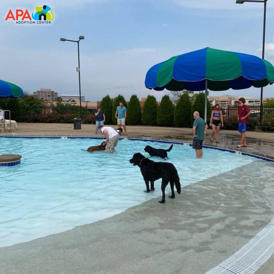 APAofMO's tweet photo. Thank you to The Lodge At Des Peres for making us the beneficiary of their annual Dog Days event.
We're thankful for their support and love seeing the dogs have such a blast!
#APA #APAMO #AdoptDontShop #Dogs #DogsDaysOfSummer https://t.co/yzGt9noCSk