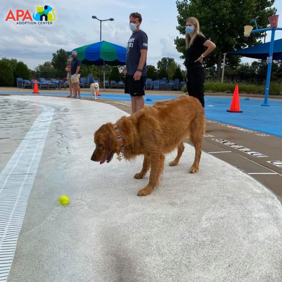 APAofMO's tweet photo. Thank you to The Lodge At Des Peres for making us the beneficiary of their annual Dog Days event.
We're thankful for their support and love seeing the dogs have such a blast!
#APA #APAMO #AdoptDontShop #Dogs #DogsDaysOfSummer https://t.co/yzGt9noCSk