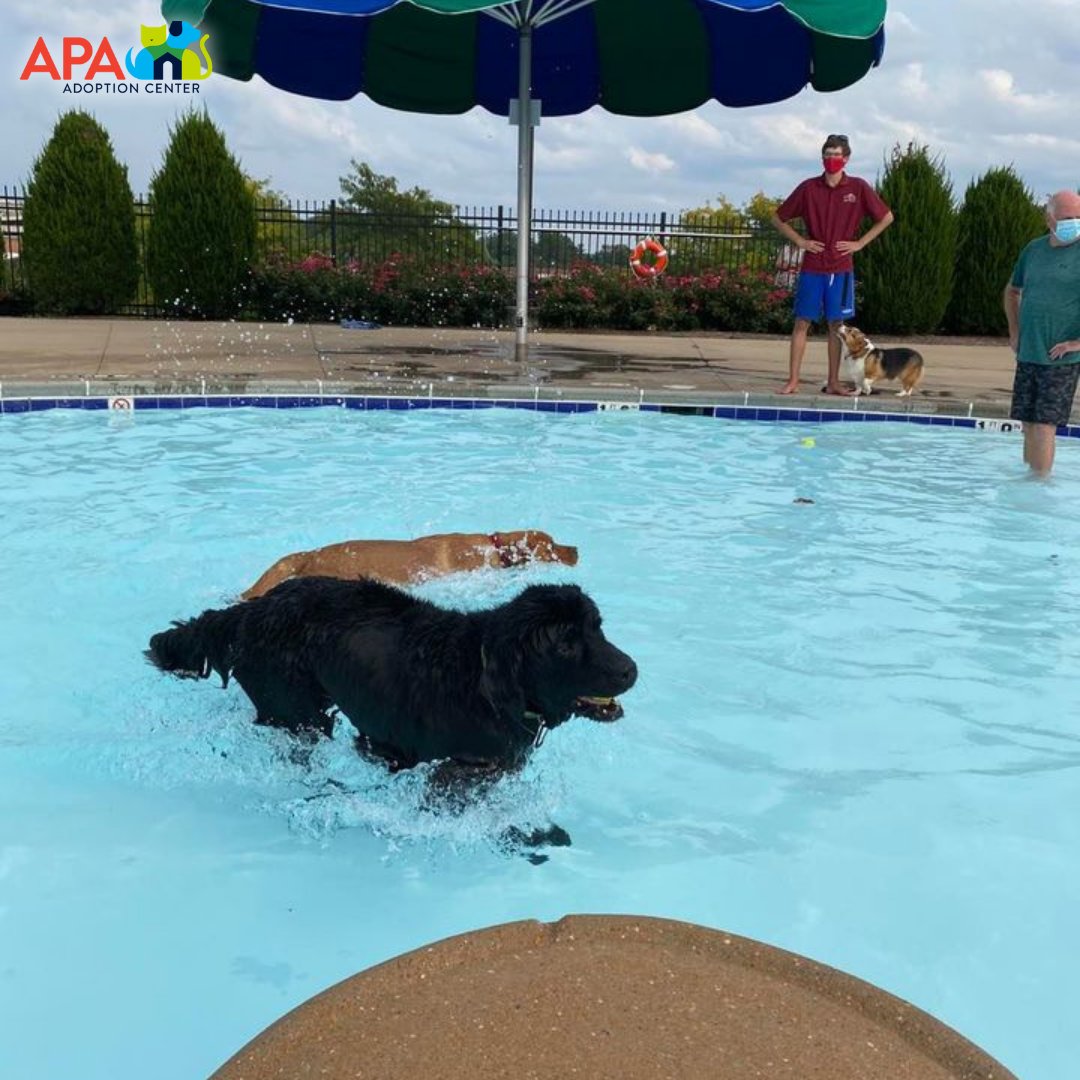 APAofMO's tweet photo. Thank you to The Lodge At Des Peres for making us the beneficiary of their annual Dog Days event.
We're thankful for their support and love seeing the dogs have such a blast!
#APA #APAMO #AdoptDontShop #Dogs #DogsDaysOfSummer https://t.co/yzGt9noCSk