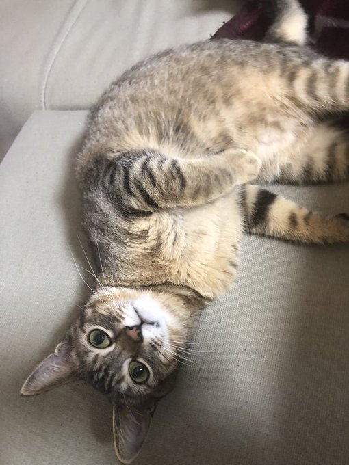 おはようございますと猫たちにセクハラする。ハァハァ。 