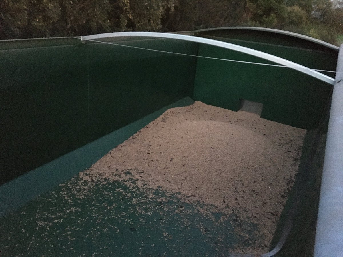 Bean harvest not so good this year ...