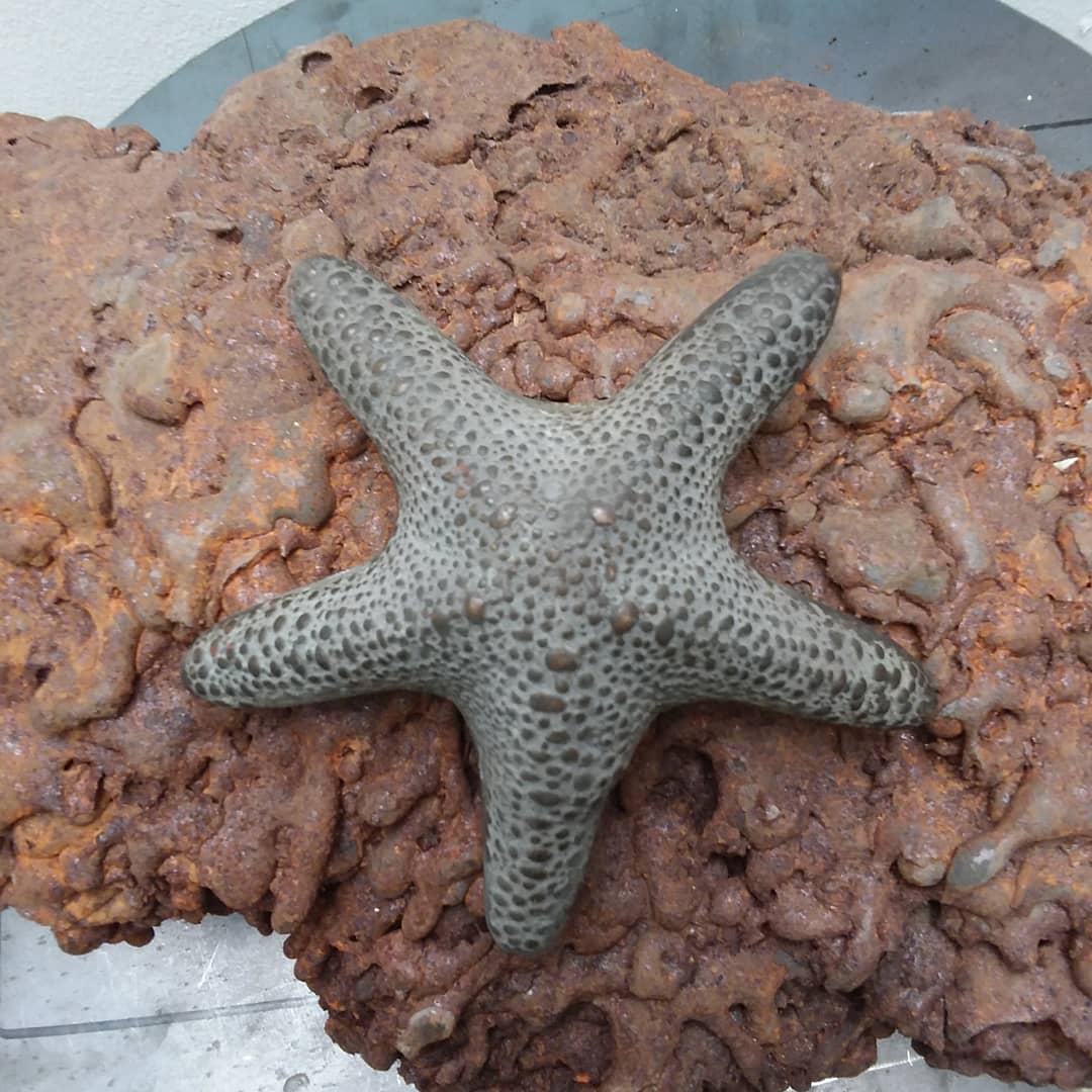 SEA STAR selected for the Royal Marine Artists Exhibition 2020 at The Mall Galleries London Opens 30th September - 10th October.
Sea Star is a sculpture depicting an Asteroidea (Starfish) feeding on a coral reef.