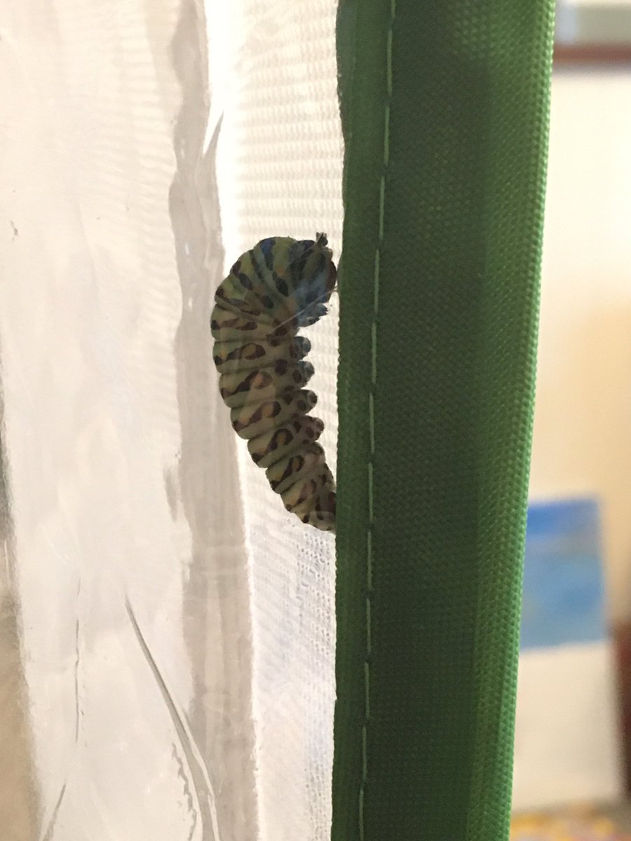 ReadingLady85's tweet photo. Found these little guys this weekend and have already enjoyed watching their changes happen. One chrysalis formed and the other two are getting ready.  Nature is amazing! #Godshandiwork https://t.co/L2bSbVfw2P