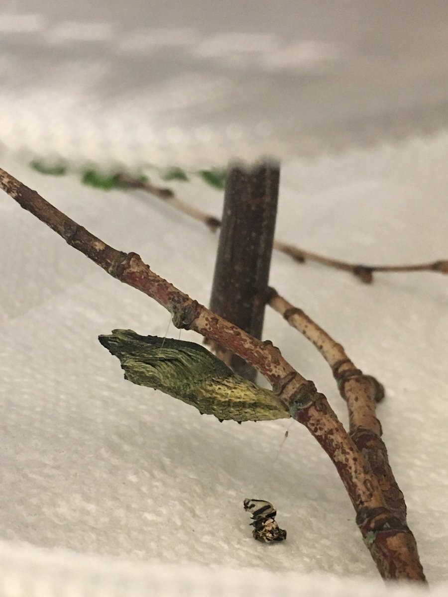 ReadingLady85's tweet photo. Found these little guys this weekend and have already enjoyed watching their changes happen. One chrysalis formed and the other two are getting ready.  Nature is amazing! #Godshandiwork https://t.co/L2bSbVfw2P