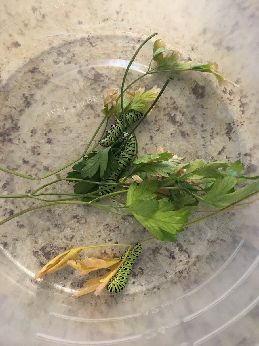 ReadingLady85's tweet photo. Found these little guys this weekend and have already enjoyed watching their changes happen. One chrysalis formed and the other two are getting ready.  Nature is amazing! #Godshandiwork https://t.co/L2bSbVfw2P