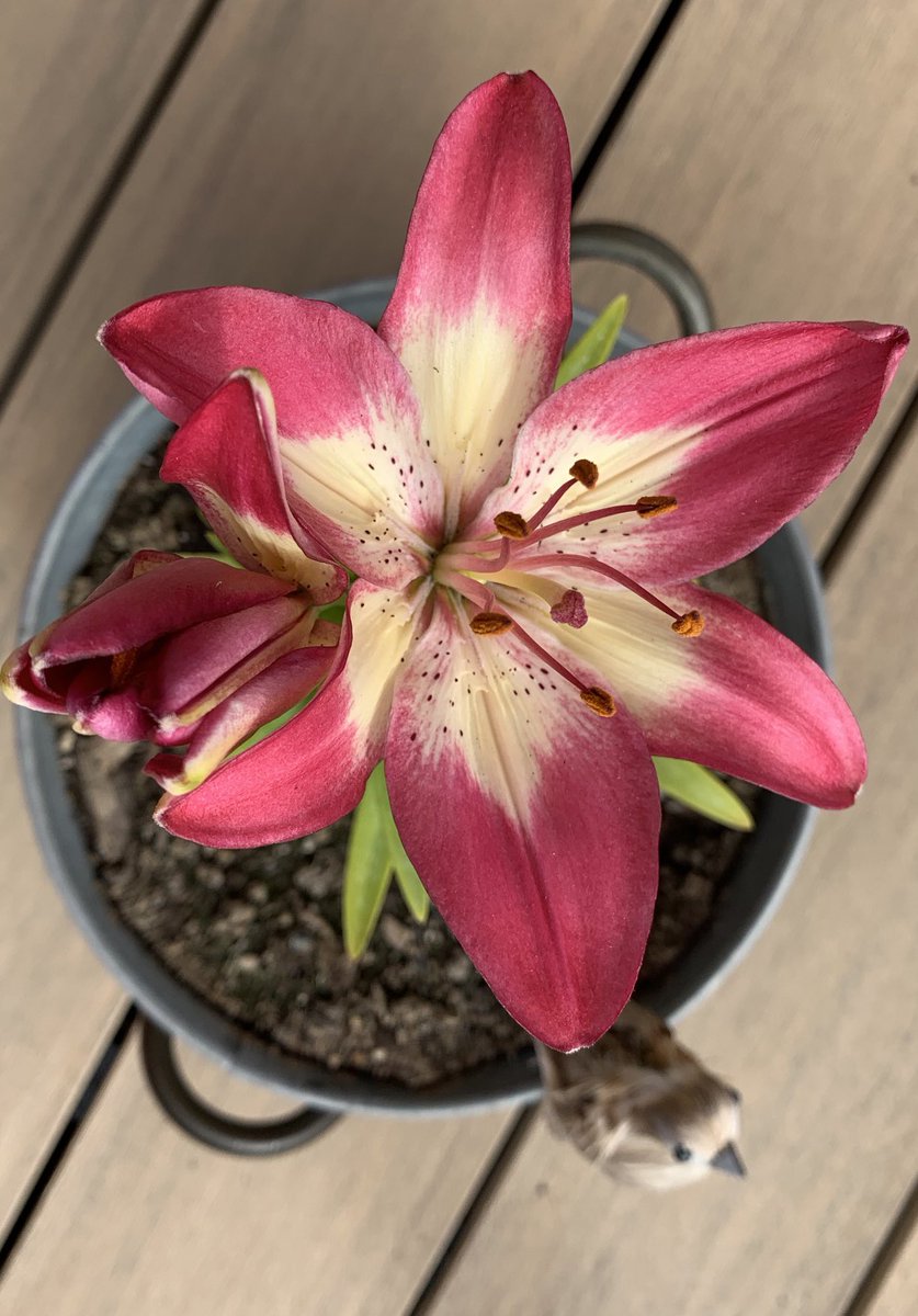 Denise13F's tweet photo. This morning & this afternoon. #Flowers #flowerphotography #PhotosOfMyLife #photography #PhotoOfTheDay #Mindfulness #Therapeutic #TherapyHomework https://t.co/yczHjIrgjH