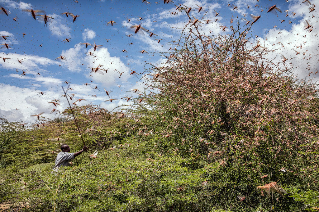 UNOCHA's tweet photo. Desert locusts 🦗 are now threatening food security & livelihoods of millions of people in Botswana, Namibia, Zambia, and Zimbabwe.
@FAO is helping the affected countries fight with the outbreak: https://t.co/5CUdpG4oXF https://t.co/pvgfZzcPbX