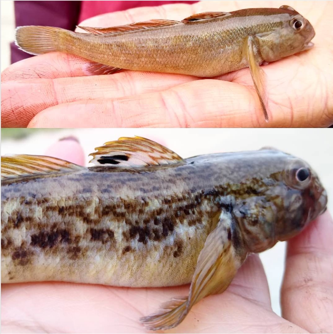JLW_CISMA's tweet image. I had the opportunity to go fishing in lake Michigan this labor Day weekend. I encountered some of these round gobies which are considered invasive species! Please make sure you do not bring these fish to your local fishing holes! #invasivespecies #roundgobies #invasivefish