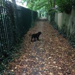 Photo by Ralph - Adventures of the School Dog (@ralph_school)