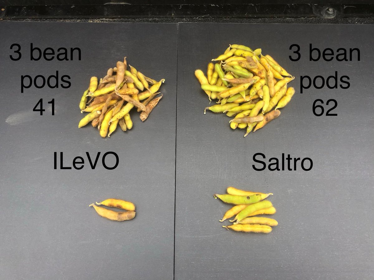 Ryan_NK_OLeary's tweet photo. #Saltro take a look at the difference that a treatment can make! Talk to your local retailer to get setup with great options for success. @NKSeeds @riehltimeagron2 @NKGreatLakes @MorganKyburz_NK @JohnShepNK @mcroberts_todd https://t.co/E14Hlnf2tq
