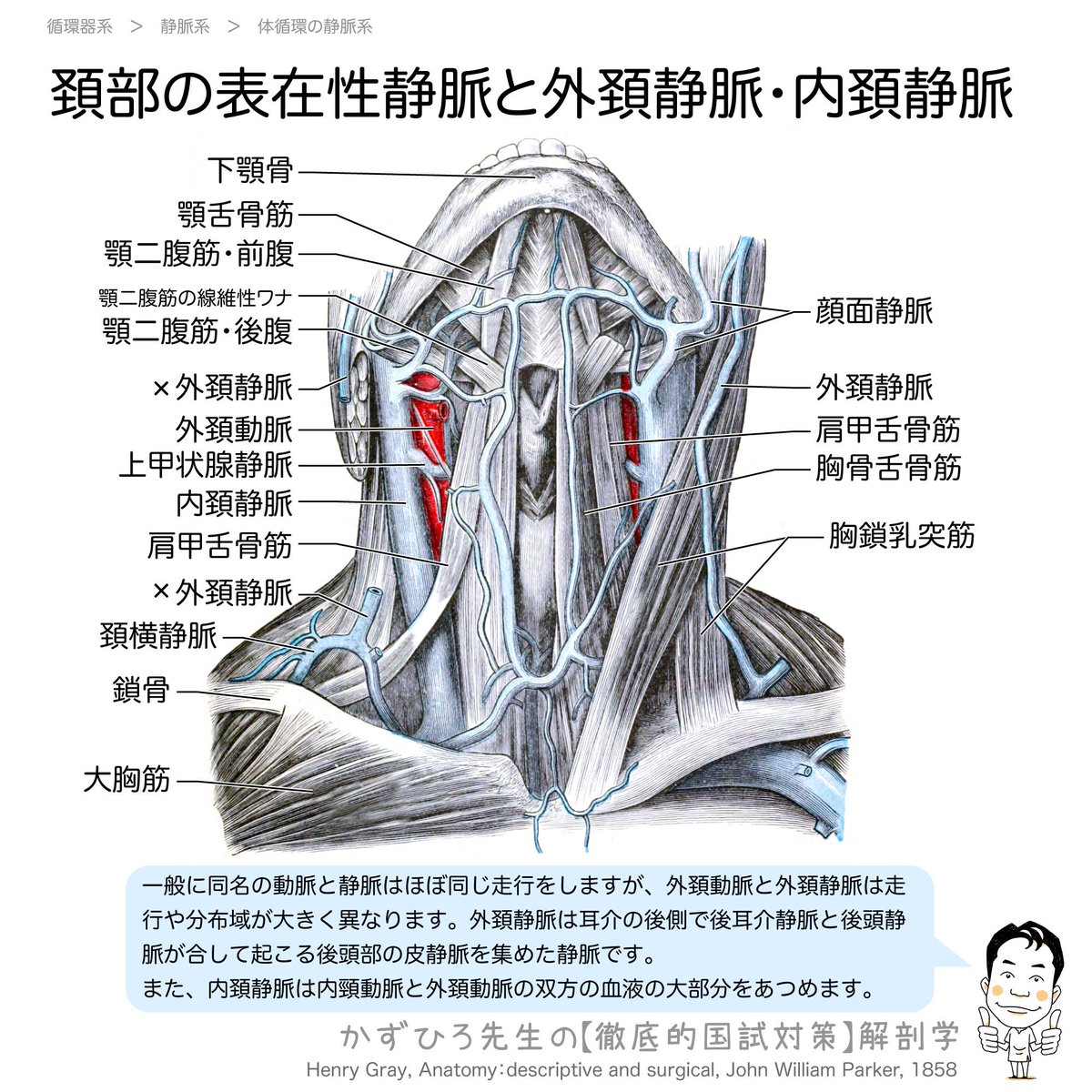 上大静脈の構成】 内頚静脈と鎖骨下静脈が合して腕頭静脈となります