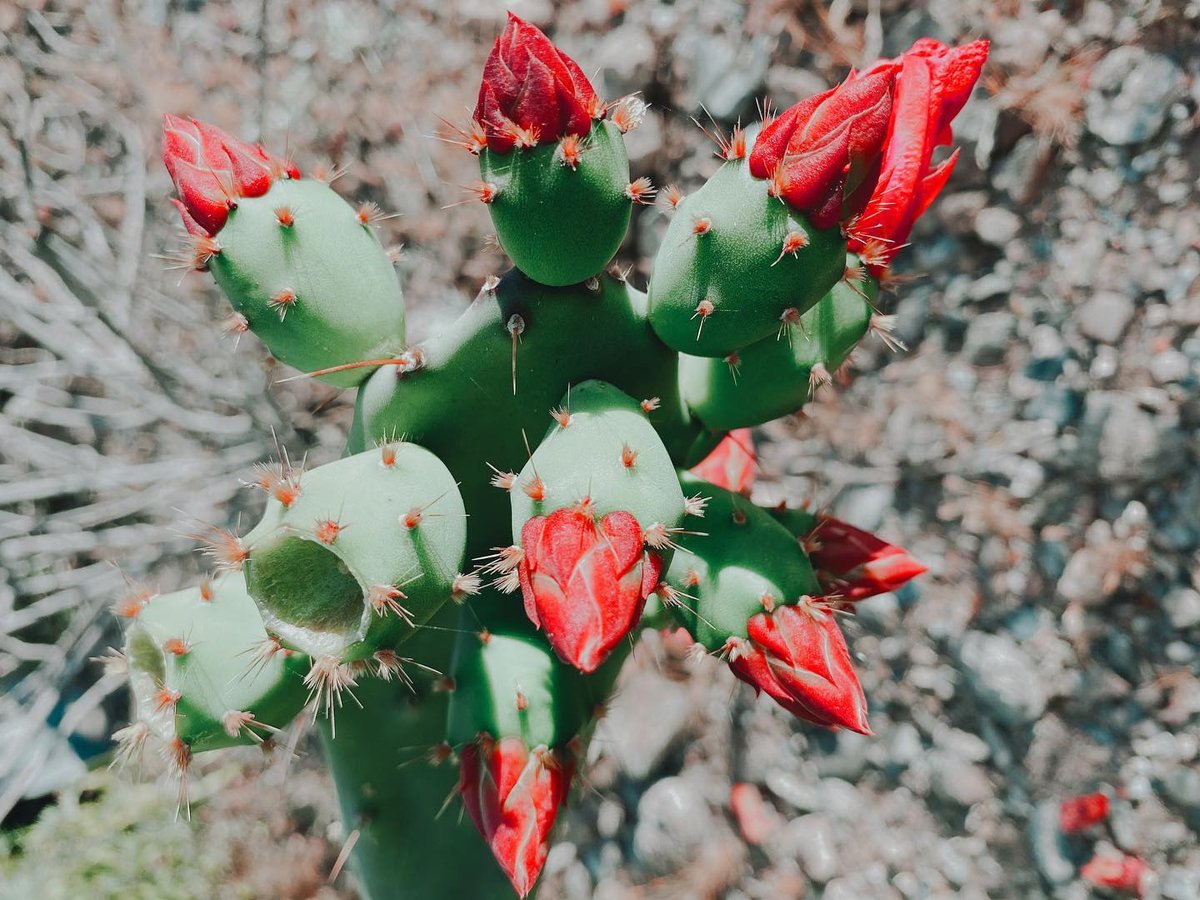 centraltucsonco's tweet photo. Cacti come in all shapes and sizes and also differ in color- like this one! Can you guess the name of this cactus? 👇🏽
IG: jezigarrett #cactus #cactilove #cactusflowers #cactusmania #cactusworld #cactuslovers #cactusphoto #cactusobsession #arizona #tucson #tucsonarizona https://t.co/9t2aMRf28T