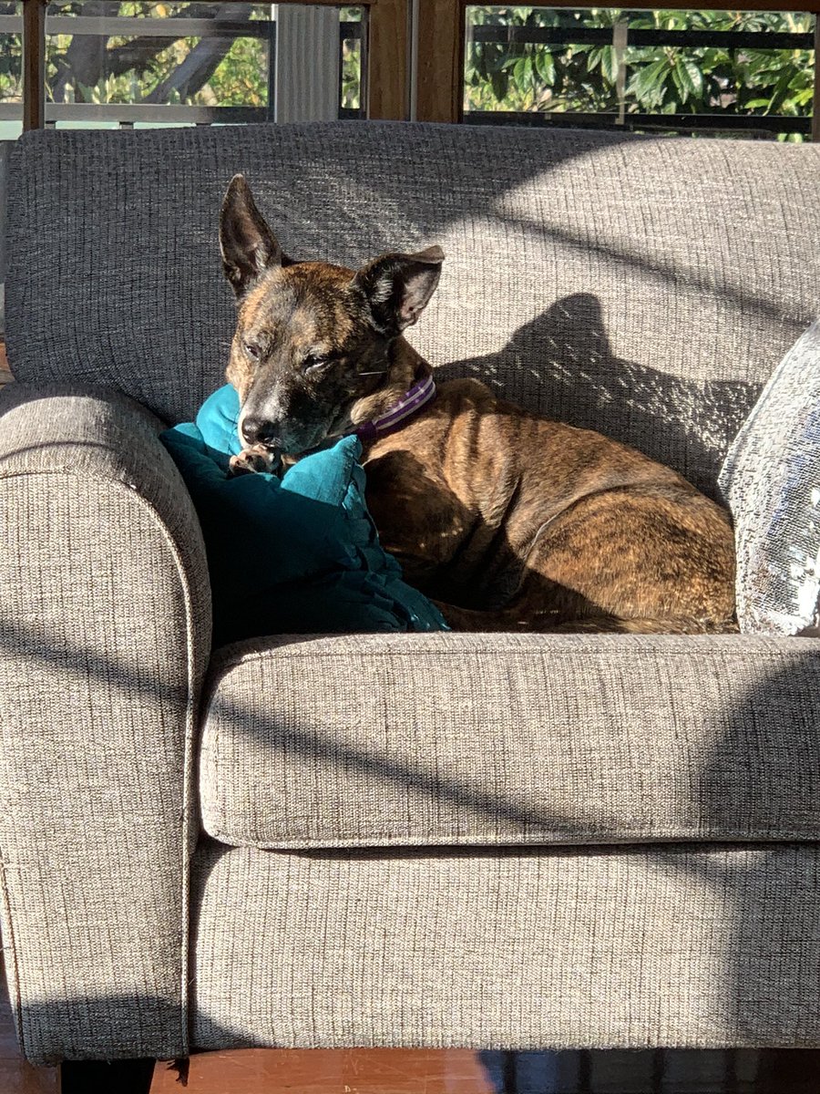 TerpsMLC's tweet photo. ISO scam watch. #doggo got fed twice this morning by a) early morning feed by one hooman, whilst b) hooman #2 completely oblivious to that; & c) later #doggo scratches at fridge door wanting food, so hooman #2 (me) presumes #doggo has not been fed. Scam complete. #wotalife 🌞 https://t.co/kQYPW0mVe8