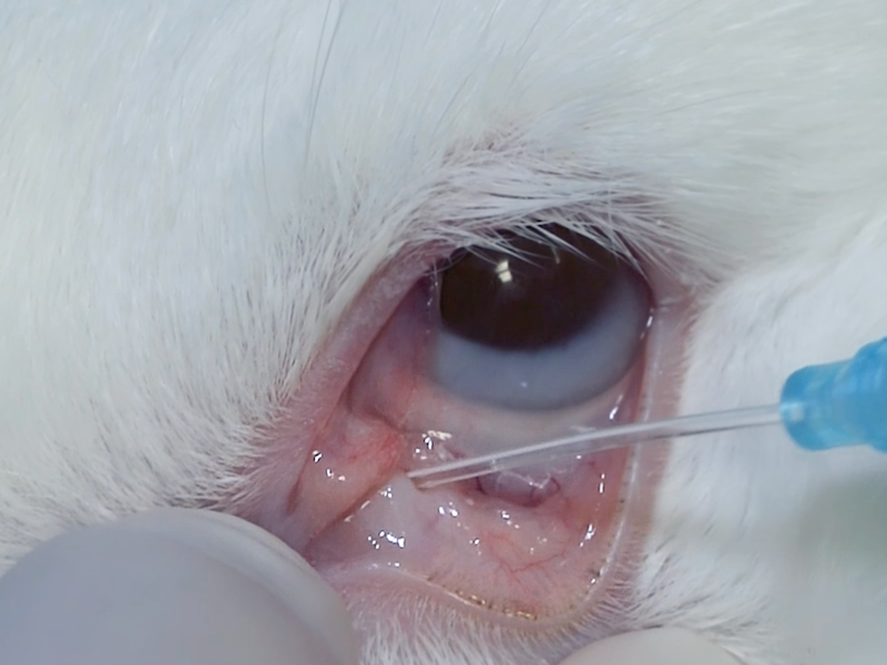 NEW on LafeberVet:  Use these two updated and expanded articles  with #video to train staff or as a quick clinical refresher:  "Dacryocystitis and Nasolacrimal Flush in Rabbits" and "Intramuscular Injections in Small Mammals" ow.ly/PqzT50BlLe5 #rabbits #rodents