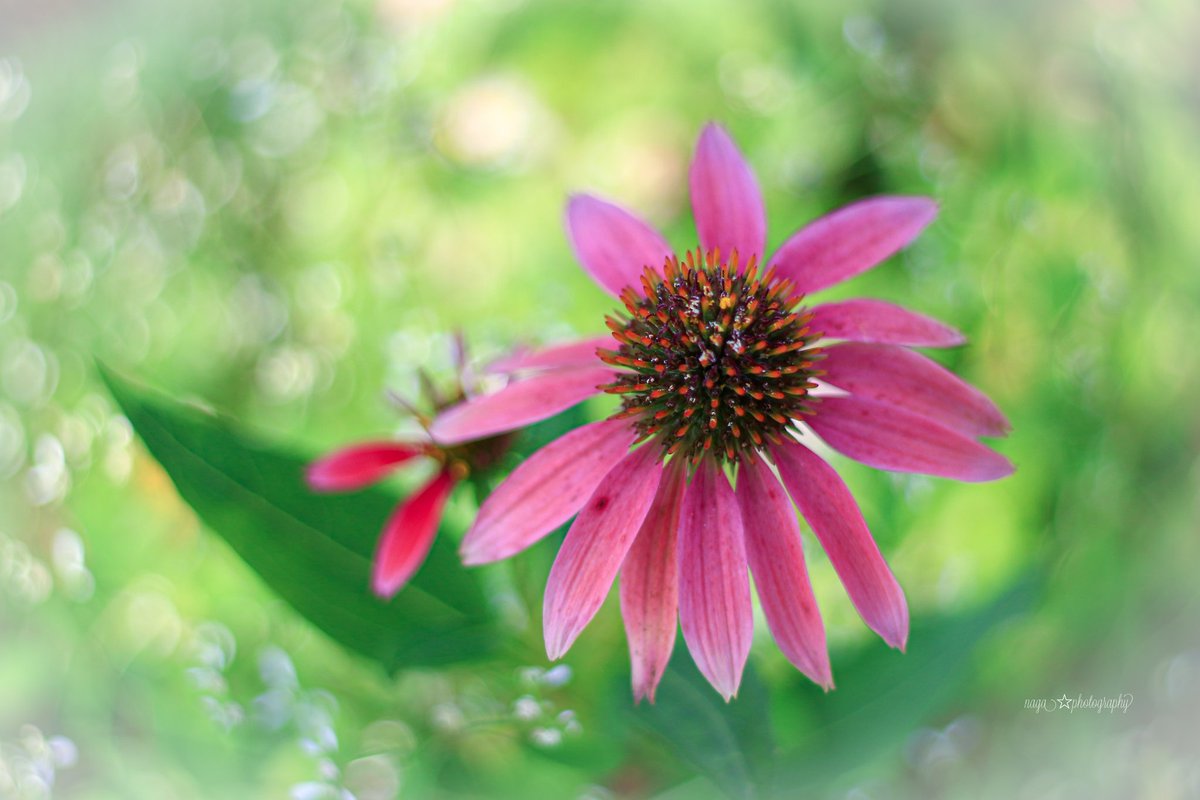 Naga Echinacea 初夏から晩秋まで咲き続く エキナセア 花言葉 優しさ Photography Flowers Naga Echinacea 初夏から晩秋まで咲き続く エキナセア 花言葉 優しさ Photography Flowers