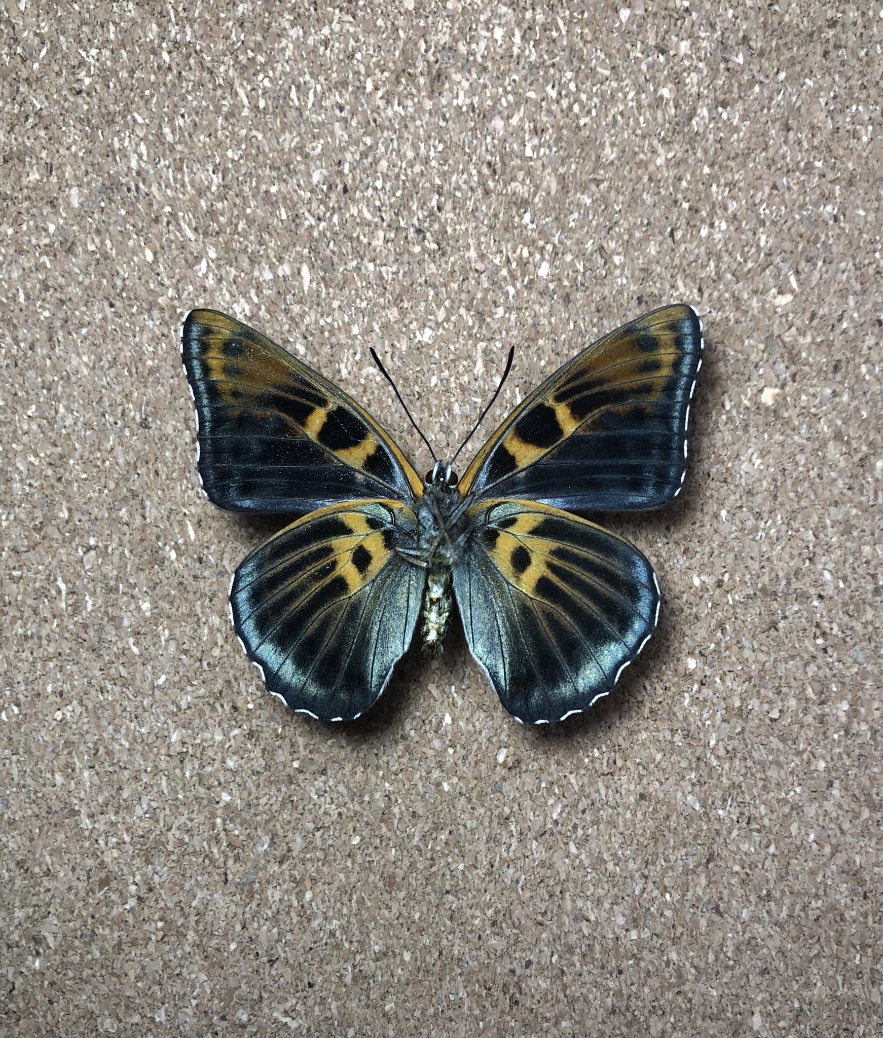 オオイチモンジ（黒化型 1オス 大雪湖産） 【公式通販】