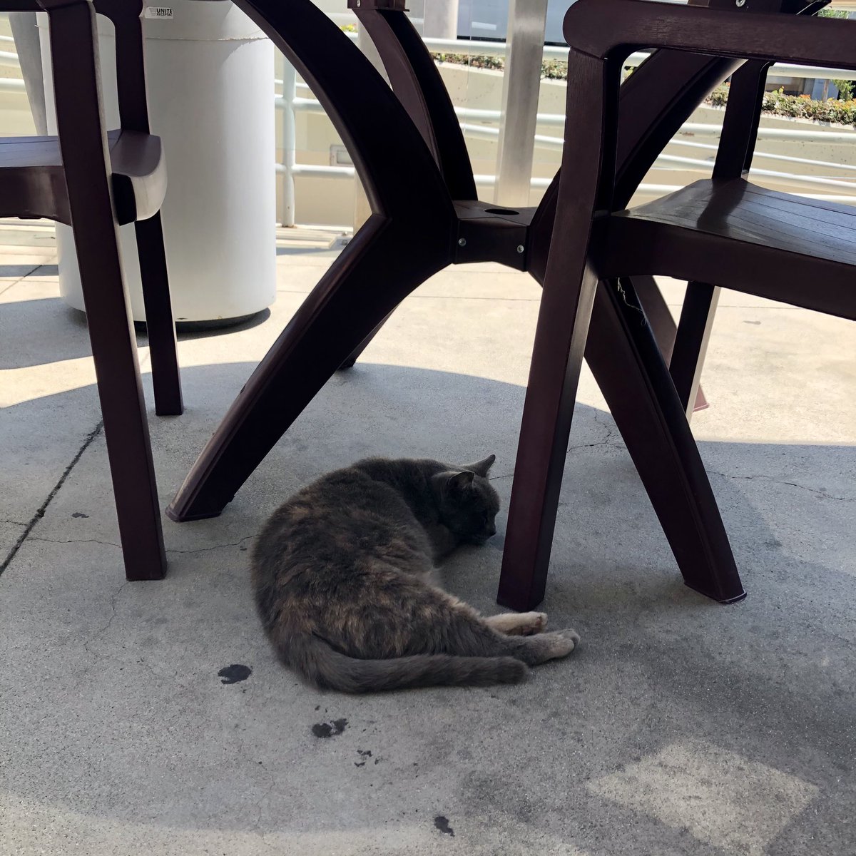 llslawlib's tweet photo. That post-centennial party fatigue. Happy Wednesday, everyone! #Rockithecat #campuscat #humpday #LLSlibrary https://t.co/WJ7O3xFPFs