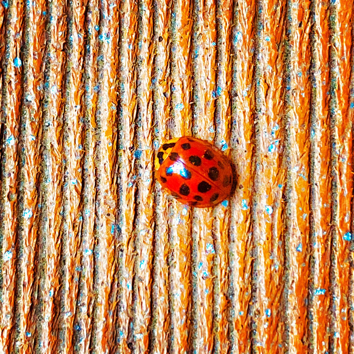 surmat9's tweet photo. Why you so cute ladybug 🐞? ..in my balcony https://t.co/DaBa75MkQ1