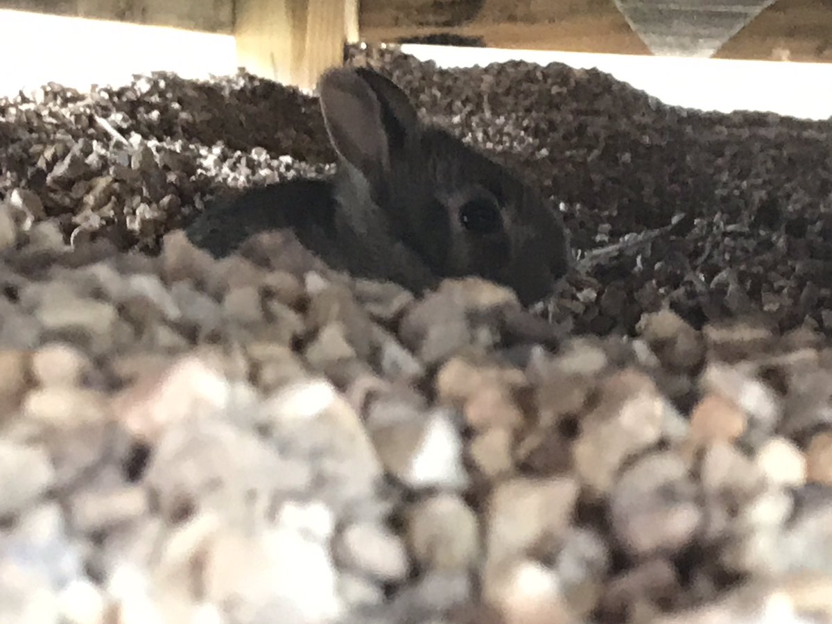 GenPreschool's tweet photo. After 6 long months off, our playground became a wildlife haven for bunnies.  The kiddos got a first hand quick peek at them hiding in their nest under our stage. #BeADragonSGEL https://t.co/OtDCqVxRvQ