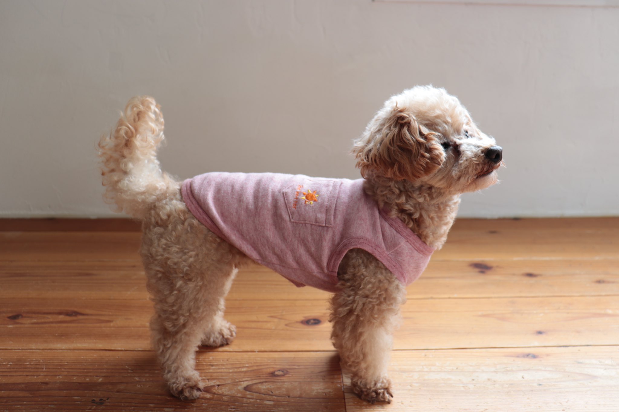 シニア犬のための カラダにやさしい犬服 Meruco Meruco5 Twitter