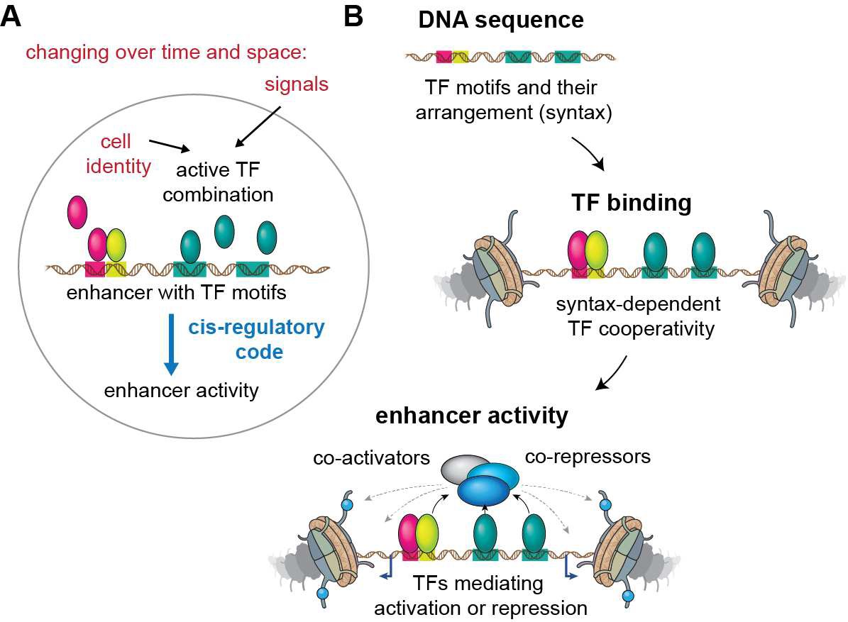 generegulation's tweet photo. 7 myths of how transcription factors read the cis-regulatory code [review by Julia Zeitlinger] https://t.co/FTZHvxIwWW 
Myths:
1 Same cis-reg code in all cells
2 Promiscuous regulation
3 Chromatin wins TFs
5 TF ChIP-seq is binary
6 Most TFs activators
7 Low-affinity not important https://t.co/cCg6rgYLvc