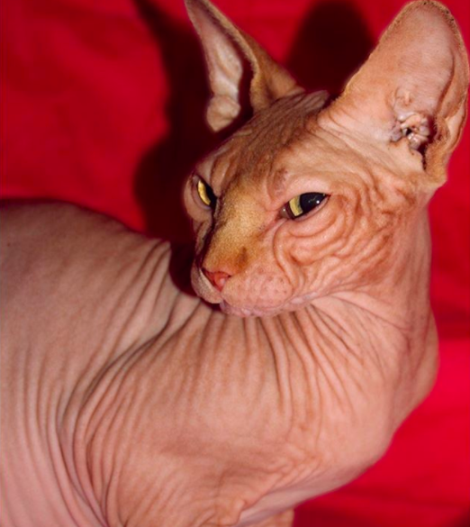 Here's Jazzypurrs back when he had eyes And here's his story since you're all naturally asking a lot of questions. If you want to follow his adventures you can check out his instagram, I just stumbled on him today randomly and couldn't help but share  https://www.instagram.com/jazzy.purrs/&nbsp;