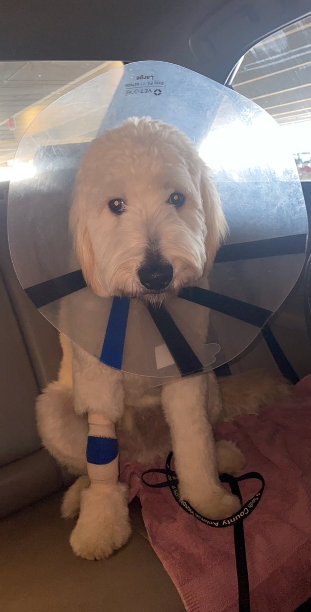 Tdouug's tweet photo. My poor pupper is mad upset about his stitches but I didn’t realize he was 75% fur https://t.co/uuwNOT3nAR
