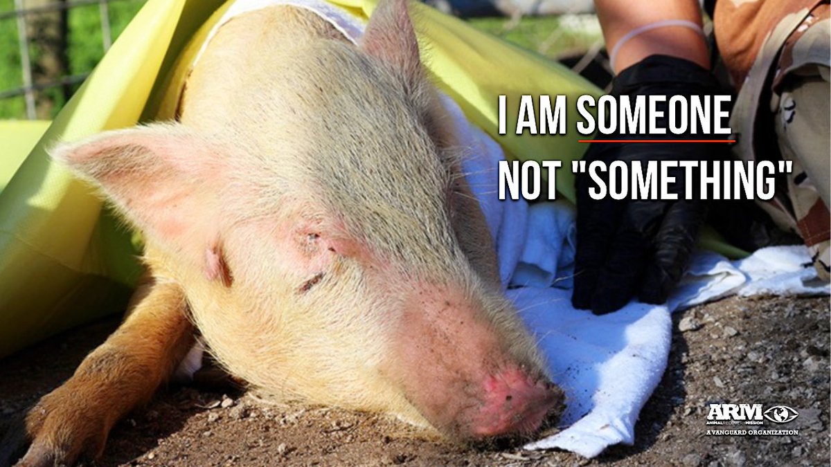ARMInvestigatio's tweet photo. Animals are not products 🐷 💙
#animalrecoverymission #ARM #animalprotection #compassion #friendnotfood #love #vegan #govegan #pigs #arminvestigations #rescue #nothereforyou #notbacon #someonenotsomething #notaproduct #choosecompassion https://t.co/0llzplAelV
