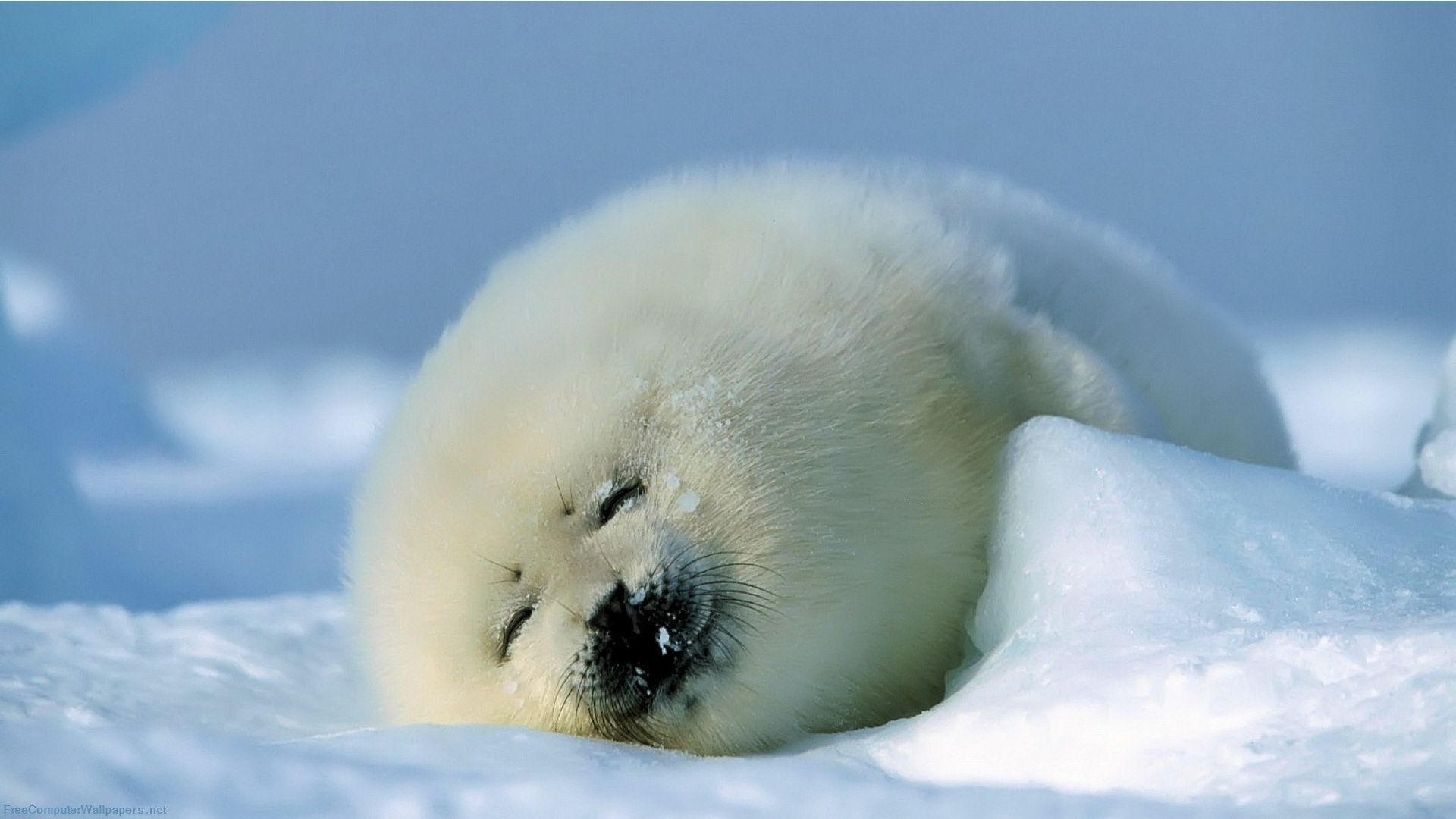 iTMG 🦭 on X: "baby harp seals deserve more appreciation imo i mean LOOK AT  THEM they're just fluffy little marshmallows i wanna hug them  https://t.co/9iIVpJZuyE" / X