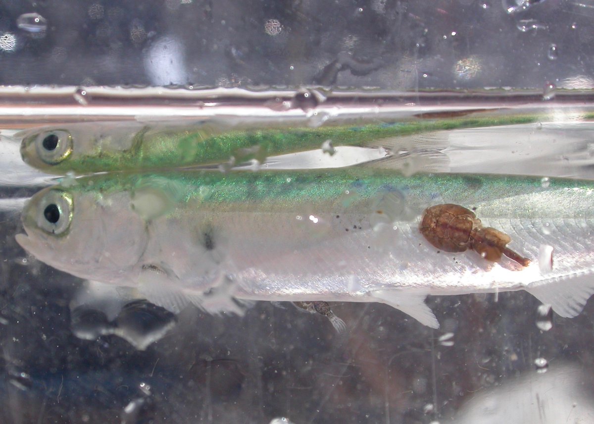 Reynolds_JohnD's tweet photo. New paper led by former PhD student @SeanCGodwin shows that salmon farms under-report sea louse counts. Pleased to have collaborated with him as well as @bat3man and Martin Krkosek.  https://t.co/nrJK8rLxdR https://t.co/CySUFREFxp