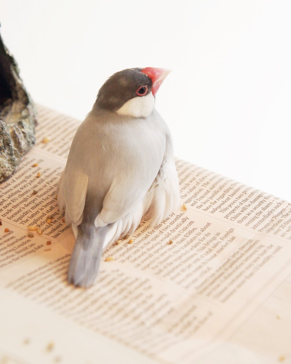 今日は #もふもふ 、#もふ曜日 。
お腹のあたりのはみ出てる羽(文鳥業界用語はあるのかな？)がかわいい☺
この写真、今年3月にことりカフェ吉祥寺店さんで撮りました。結局この日、私がお伺いできた最後の日になってしまいました。
#文鳥 #ことりカフェ #ことりカフェ上野本店 #ことりカフェ吉祥寺