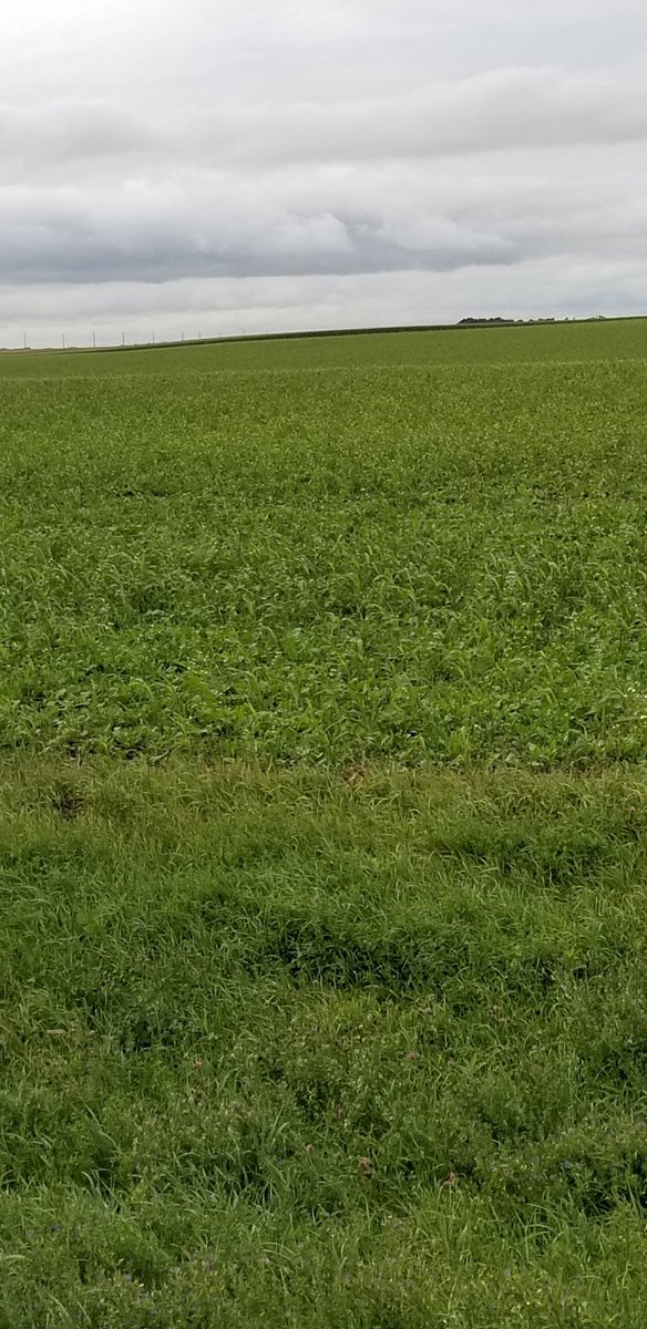 LarryCowing's tweet image. starting fall tillage