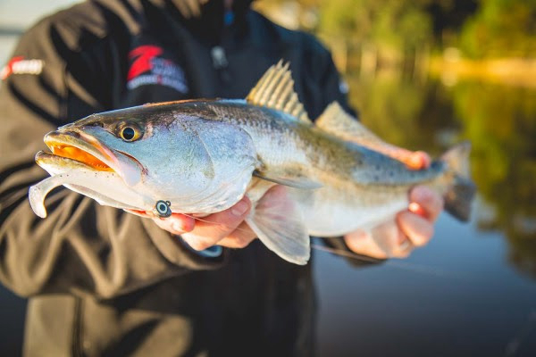 The Outdoor Wire tweet media