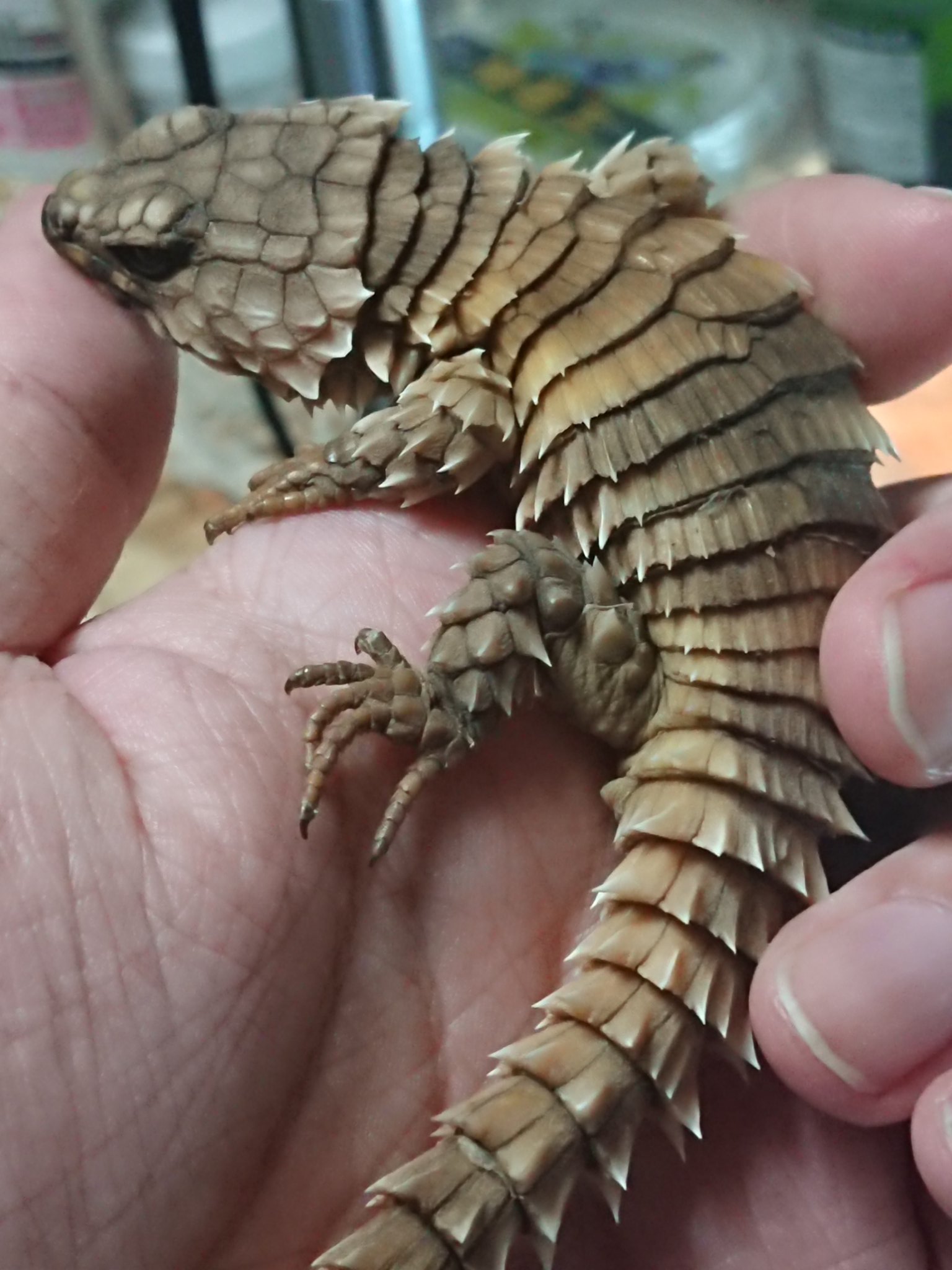 ナツ 爬虫類飼育初心者 アルマジロトカゲのガシャポンが話題なので一足先に楽しんでます ガシャポンじゃないけど ナツ 爬虫類飼育初心者 アルマジロトカゲのガシャポンが話題なので一足先に楽しんでます ガシャポンじゃないけど