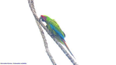 oswaldoaves's tweet photo. #NoAlPuertoDeTribugá #AlertaTribuga Estas serian las aves amenazadas de extinción que serían afectadas por el proyecto Tribuga: Cryptoleucopteryx plumbea, Patagioenas goodsoni, Psarocolius cassini , Ara ambiguus, Ramphastos brevis Pyrilia pulchra,  Corapipo altera, Carpodectes ho https://t.co/ZMGmMIUTGi