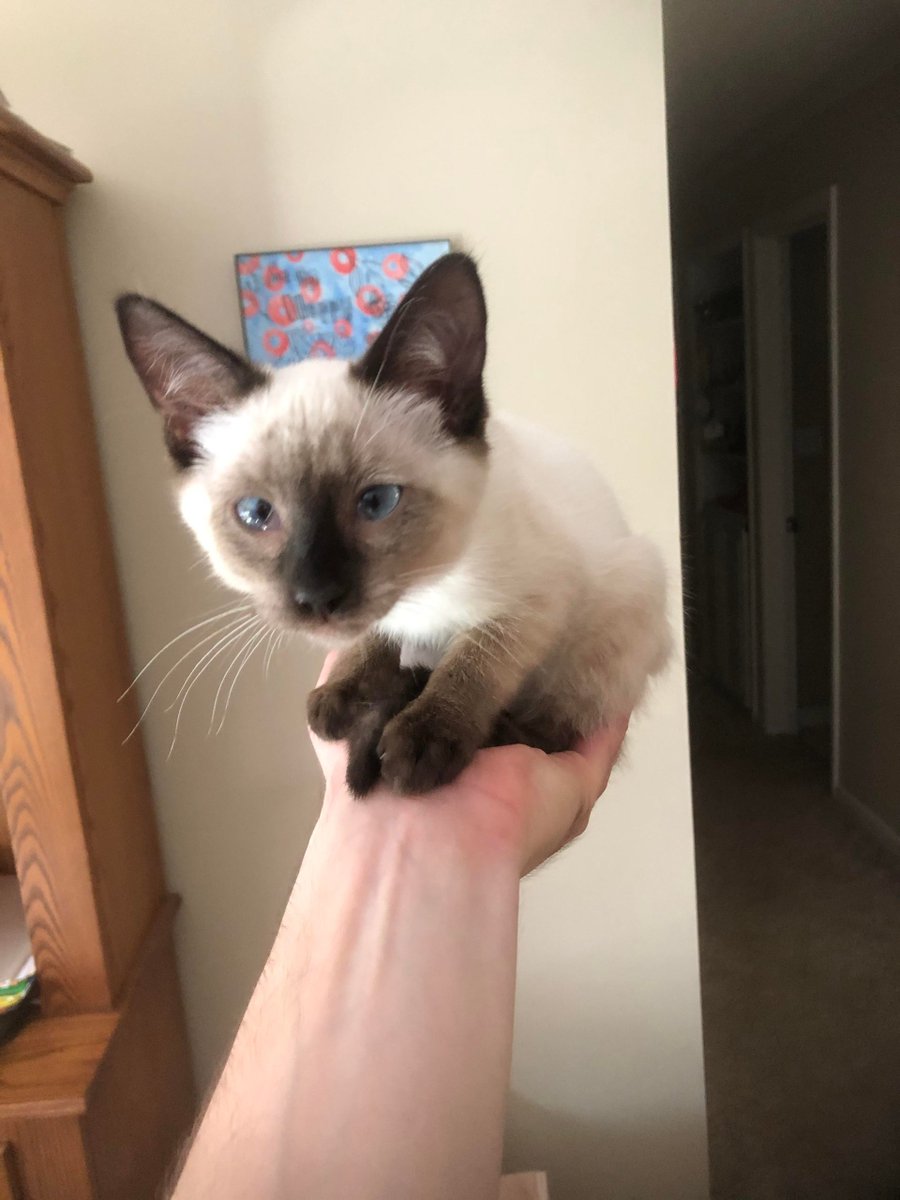 MeowMoeDotCom's tweet photo. #Professor #Icculus #Poptart
 
#Cats #Cat #Kittens #Kitten #Kitty #Pets #Pet #Meow #Moe #CuteCats #CuteCat #CuteKittens #CuteKitten #MeowMoe 
 
https://t.co/LEjFT1mK3h https://t.co/m8CXm3hLmy