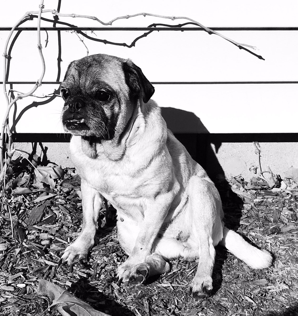 purelypugs's tweet photo. A4: Mimi loves fall now that she knows what leaves are. #pugchat https://t.co/dAi8KzDAVj