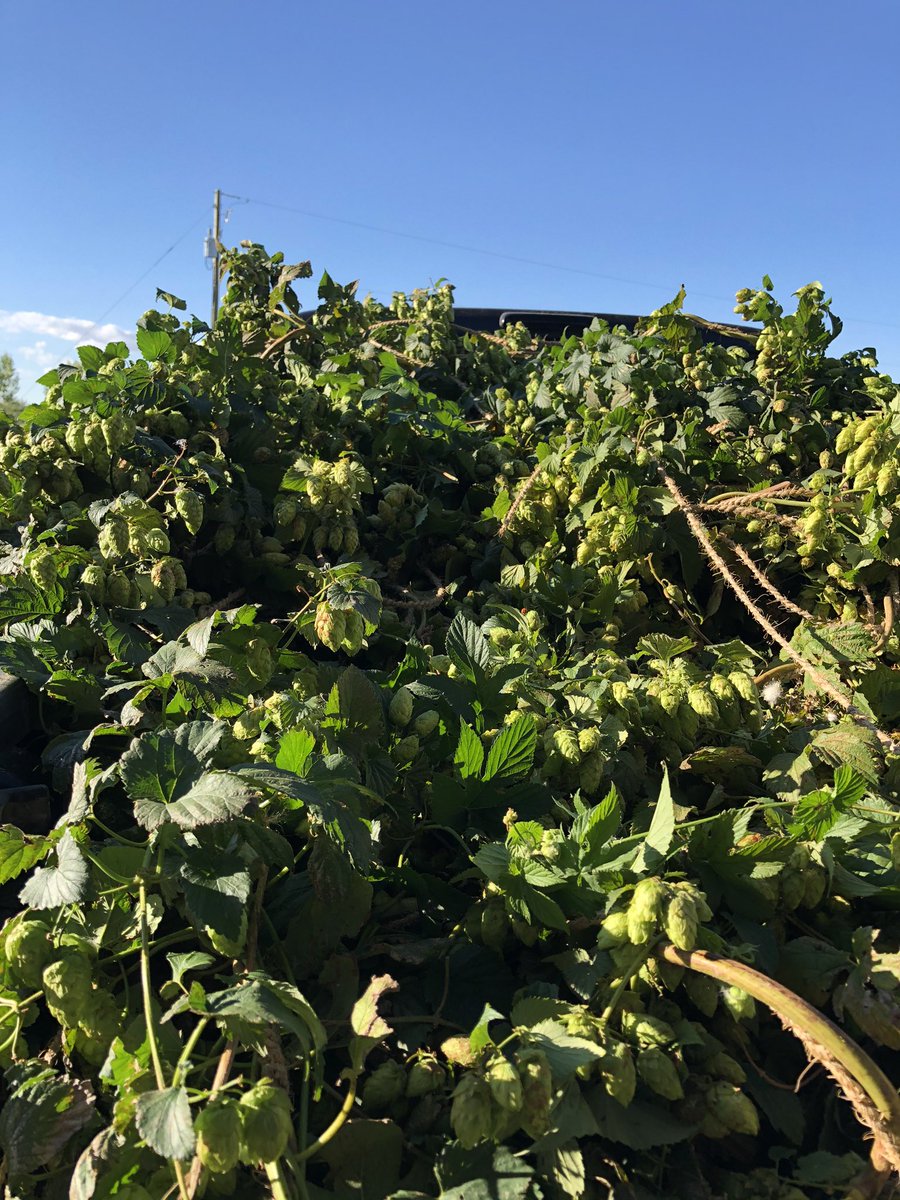 Any guesses where these fresh tettnang hops are going tomorrow?