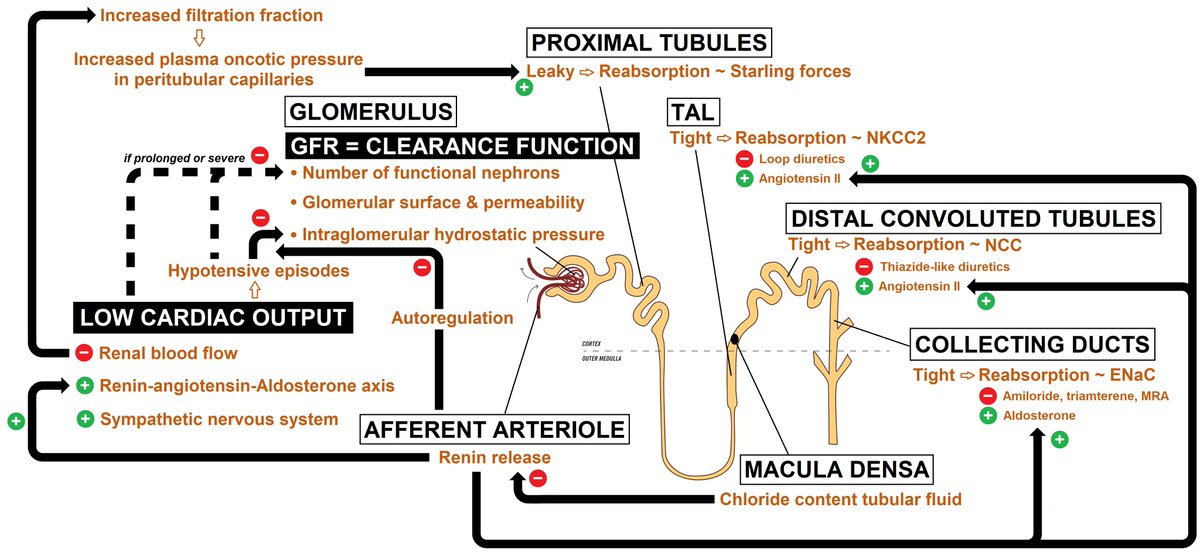 Effect of impaired CO on the kidney:Remember: kidneys are great at autoregulation! This means RBF needs to drop substantially before GFR. Explains how severe low output can have relatively preserved GFR, especially if congestion is absent!CAVE: (prolonged) hypotension!