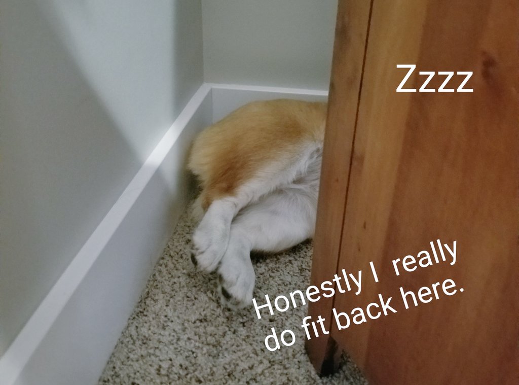 Tank_the_Corgi tweet media