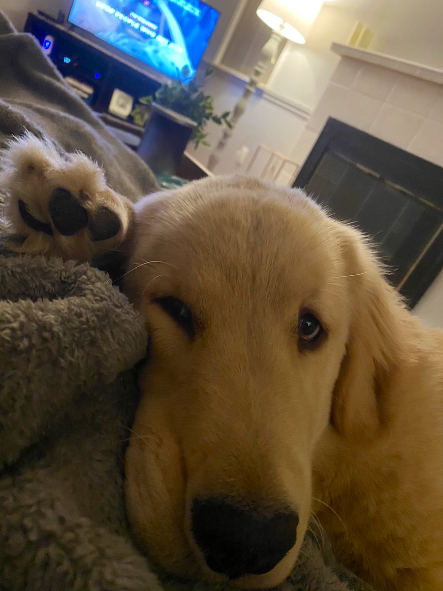 sammy_caves's tweet photo. Sleepy boy 😴 #GoldenRetrievers https://t.co/FQidaEkkzs