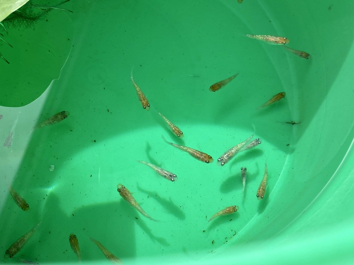 忘却の翼メダカ