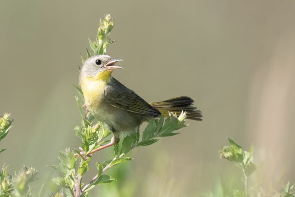Juvenile common yellow throat.
