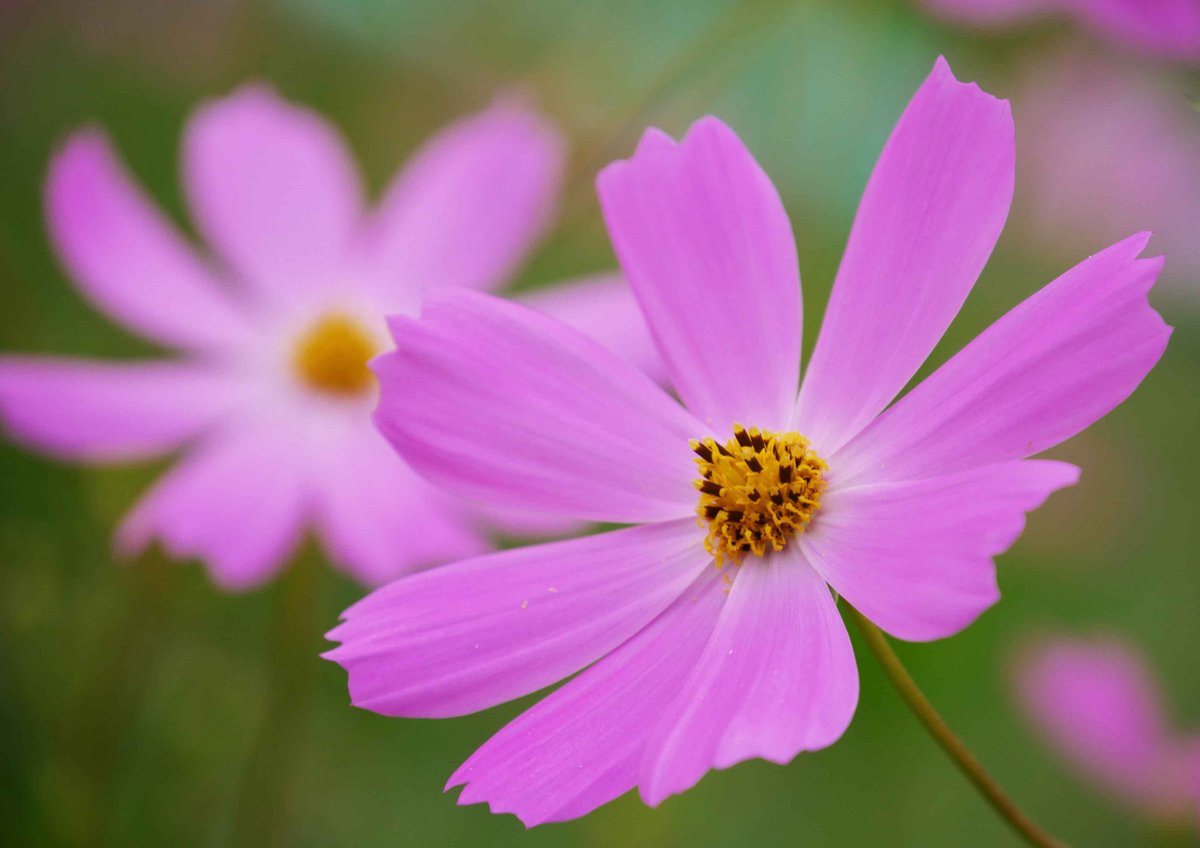 片柳弘史 風にゆれる 県道沿いのコスモスたち コスモスは漢字で 秋桜 と書きますが 風にはかなく揺れる姿は 確かに桜に似ているかも