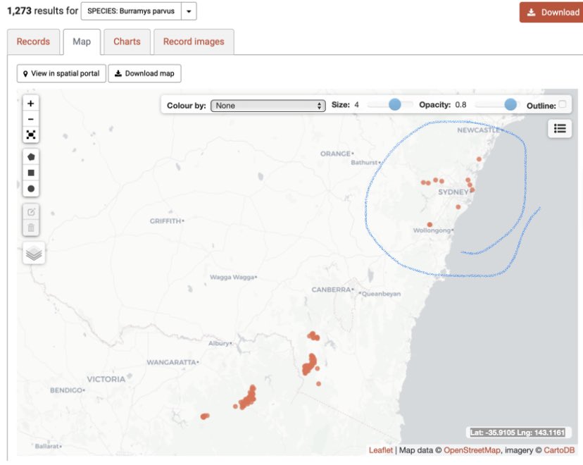 So let’s say you want to look up where a species occurs. I’ll use the mountain pygmy possum as an example. This is an alpine species; but there are some records around Sydney