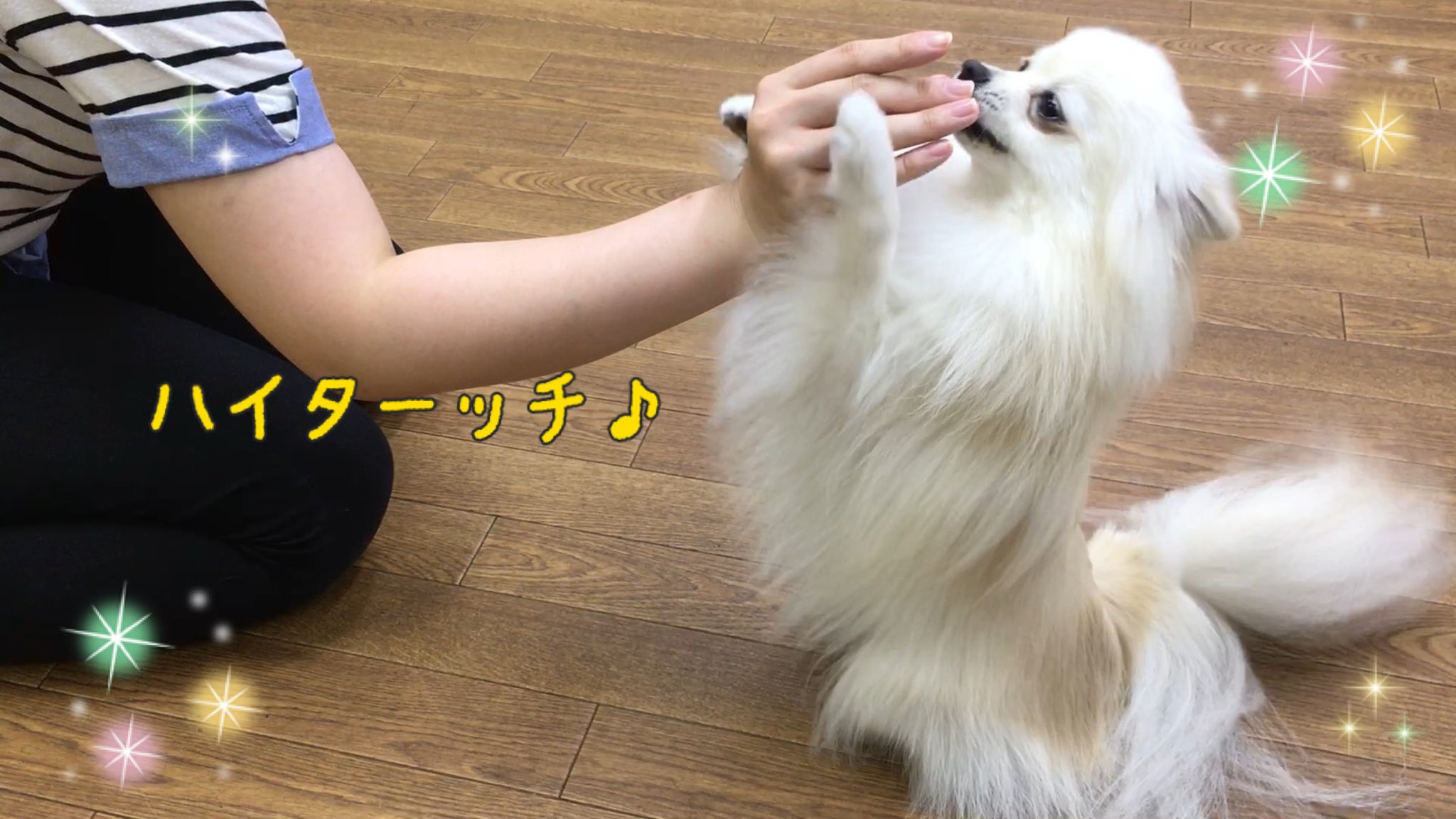 Ciao ボディコントロールでは リラックスしています ハイタッチ にチャレンジしました しつけ教室 犬の幼稚園 ドッグトレーナー ドッグスクール 中野区 柴犬 Mix ボディコントロール ポメラニアン ハイタッチ Ciao ボディコントロールでは リラックスしています ハイタッチ にチャレンジしました しつけ教室 犬の幼稚園 ドッグトレーナー ドッグスクール 中野区 柴犬 Mix ボディコントロール ポメラニアン ハイタッチ