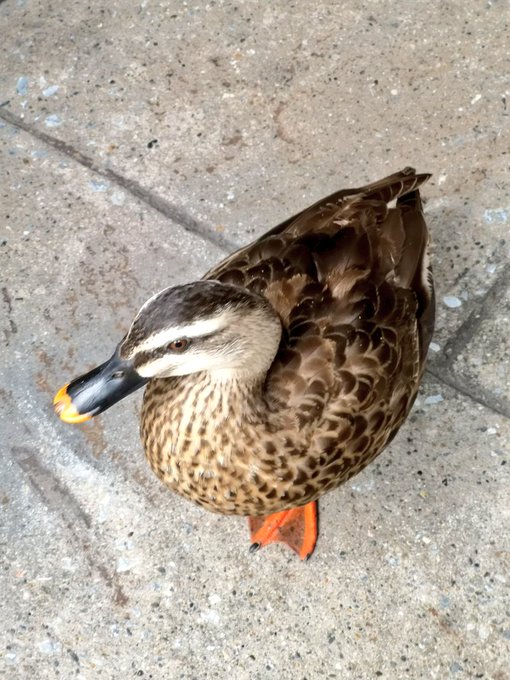 ユンカースさん がハッシュタグ ディズニーシー をつけたツイート一覧 1 Whotwi グラフィカルtwitter分析 ユンカースさん がハッシュタグ ディズニーシー をつけたツイート一覧 1 Whotwi グラフィカルtwitter分析