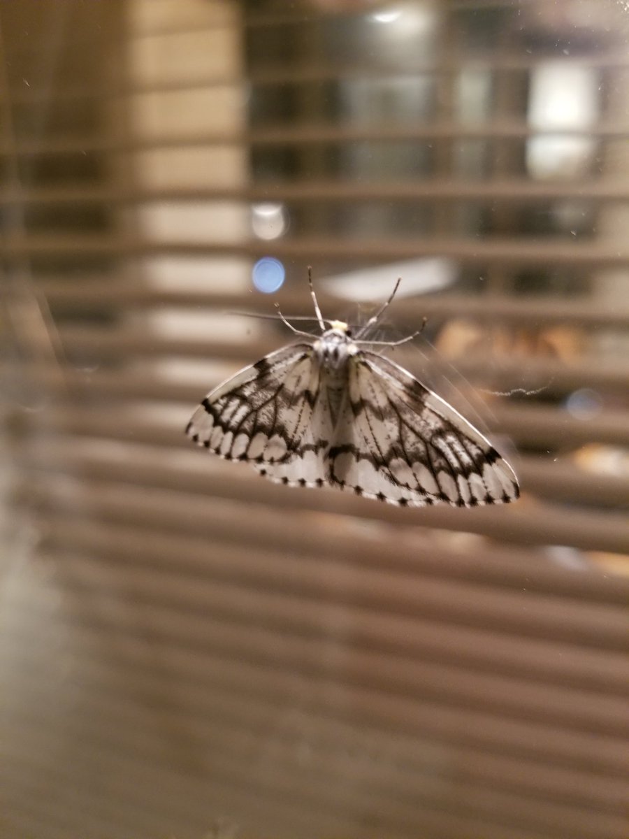 Brown Moths In Vancouver