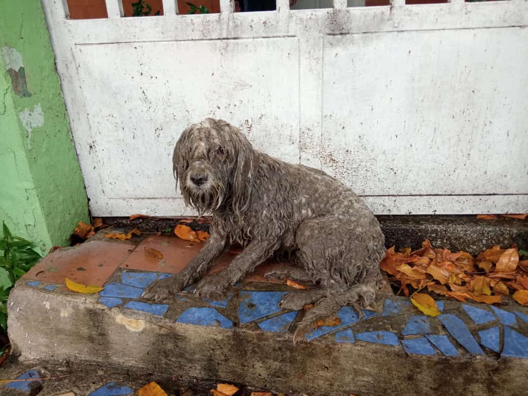 sebashoresok's tweet image. La rescataron en la inundación en el limón, se estaba ahogando, quien la quiera adoptar porfavor!!! Está en la avenida universidad de el limón, al lado de Don Italo #URGENTE #ElLimon #9deSeptiembre